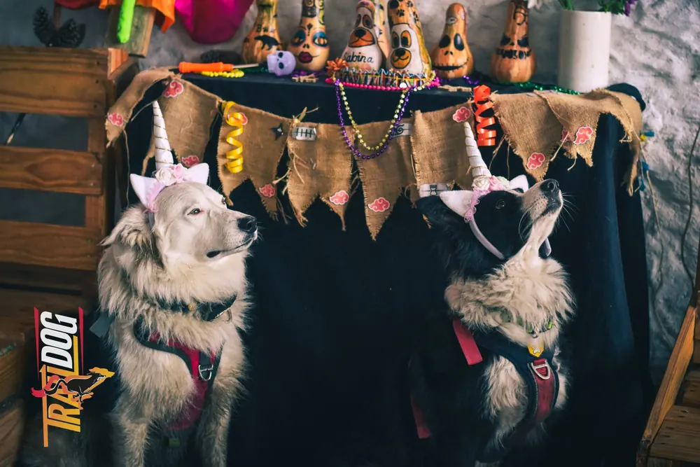 Dos perros con diademas de unicornio frente a la mesa decorada de Halloween